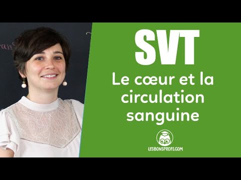 Le cœur et la circulation sanguine