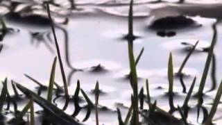 Wavves Baseball Cards, Music Video: Go Outside