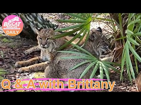 Big Cat Rescue LIVE Q&A with Brittany at Big Cat Rescue  08 22 2022