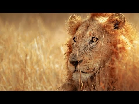 Click to Watch the Lions eat rhino poachers alive in South Africa, killing three video Click to Watch the Lions eat rhino poachers alive in South Africa, killing three video