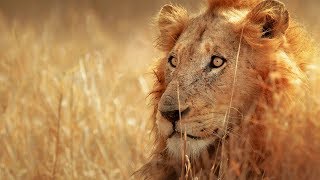 Lions eat three rhino poachers alive in South Africa HD