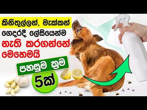 Dogs Cats Ticks Removal Treatment Home Remedies 🐶🐱 Sinhala කිනිතුල්ලන්ට ගෙදරදීම බෙහෙත් Pets Health