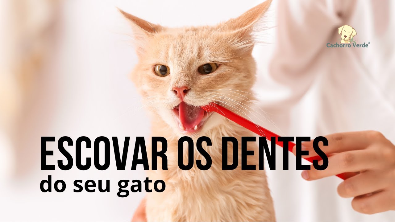 Como escovar dos dentes dos seu gato
