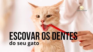 Como escovar dos dentes dos seu gato