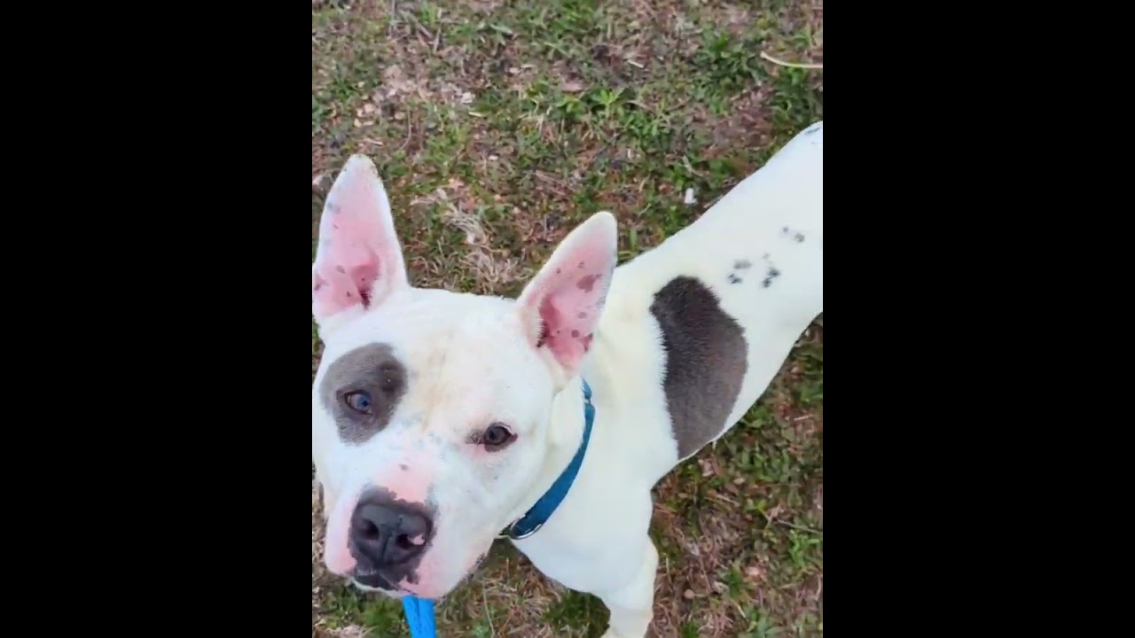 Abel, a Adoptable Terrier in St. Louis, MO video 6/6
