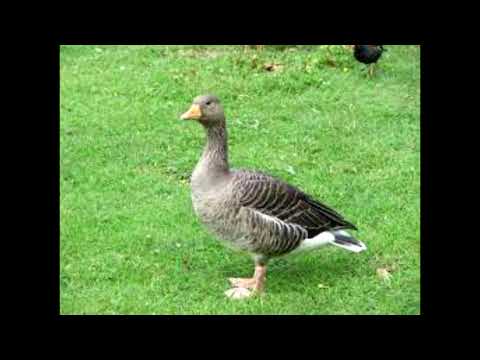*FREE* novagang x ways x roxas type beat-goose (prod Wand3r)