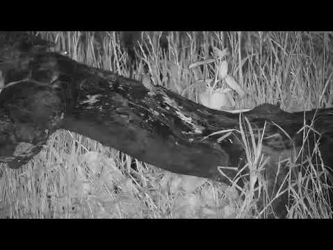 Djuma: Frogs working on a foam nest in Vuyatela Pan - 21:33 - 01/25/21