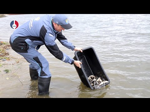 В Свердловской области провели масштабное зарыбление уральских водоёмов