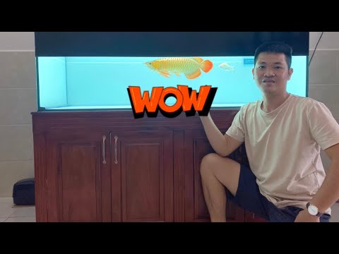 Giao Huyết Long Q9