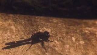 Bibio - Mr. &amp; Mrs. Compost (Anarom Remix)