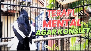 Download lagu TERAPI MENTAL KACER ANDA AGAR  CEPAT GACOR KONSLET !! PANCINGAN KACER GACOR 100% AMPUH Saya mp3