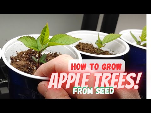 Growing Apple Trees From Seeds |Store Bought Apples|