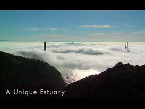Saving the Bay - San Francisco Bay: A Unique Estuary