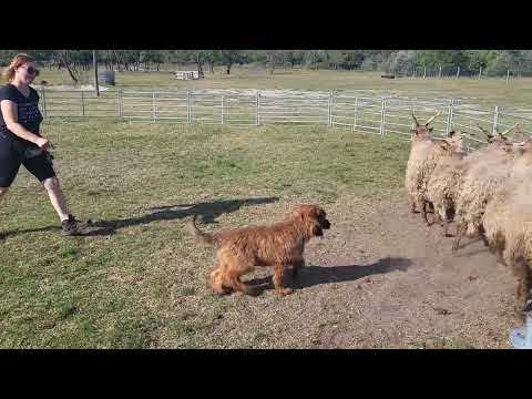briard puppy herding sheep terra mathei