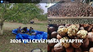 2026 CEVİZ HASATINI YAPTIK