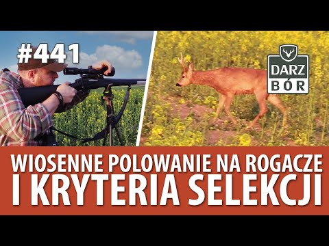 Darz Bór odc. 441 Polowanie na Rogacze. Kryteria selekcji na wiosnę!   Roedeer Hunting in Poland.
