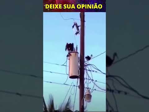 PASSARO CAINDO DO FIO #Shorts