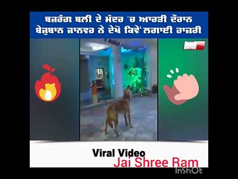 # Dog lower💝 # viral💥 #youtube 🌍 # jai shree ram👏