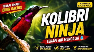 Download lagu 🔥 KOLIBRI NINJA TERAPI AIR MENGALIR | masteran ampuh bikin burung cepat gacor & rajin bunyi! 🔥 mp3