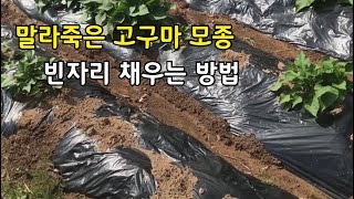 말라죽은 고구마 모종 정식자리 그냥 두지 마세요 - 큰집에서 아들 분가 시키기