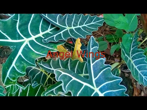 My Plant Collections | Certified Plantita Kuno! | RosaMaria's Channel