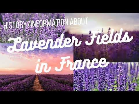 A Journey Through France's Lavender Fields I Far Off Excursions