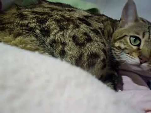 Fruchtblase sichtbar Geburt26 nov 2013