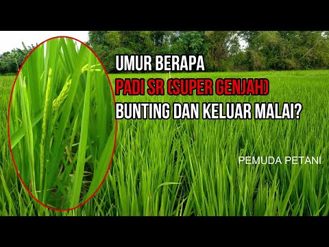 At what age does SR (Super Genjah) rice become pregnant and produce panicles?