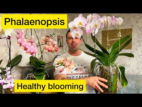 Big ORCHIDS potted in VASES 😊 looks posh. Some of my care. Phalaenopsis.