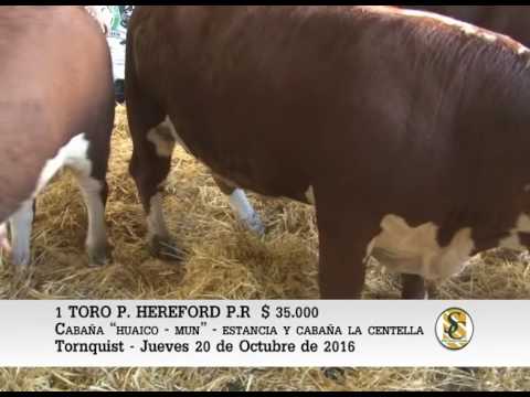 20-10-16 Venta de Toros P. Hereford - Cabaña Huaico-Mun - Tornquist
