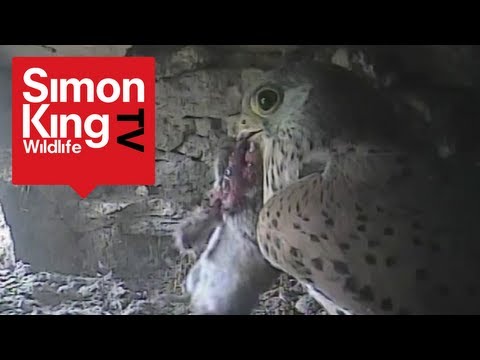 Kestrel Food Pass - Violent!