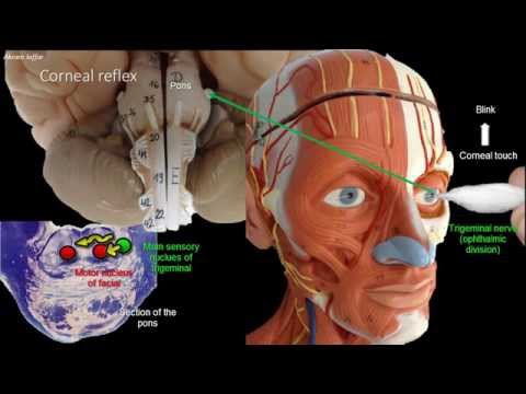 Anatomia odruchu rogówkowego