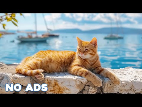 12 Hours Sleep Music for Cats 🐈 Calming Music for Cats No Ads ♬ Sleep Music for Anxious Cats