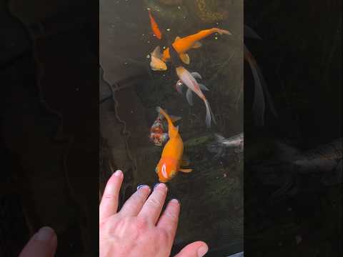 Tanya's Happy Biofilter Pond: Goldfish & Koi Thrive