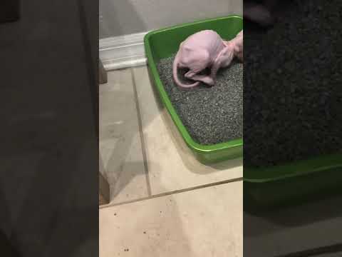 My Baby Sphynx kitten pooping for the first time since we got him. Funny