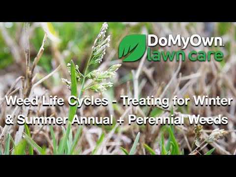  Weed Life Cycles - Treating for Winter Annuals, Summer Annuals & Perennial Weeds Video 