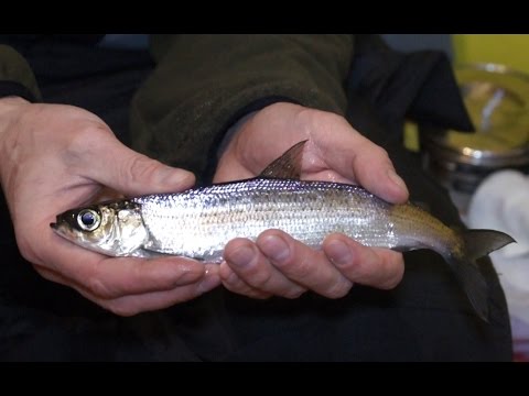 Ловля чебака на увильдах Ловля чебака на увильдах