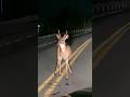 Deer Hit By Car Slowly Dying Car Wildlife