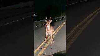 deer hit by car slowly dying  #car #wildlife