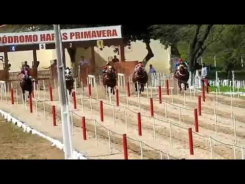 XIII GP HARAS PRIMAVERA- 1° Páreo Classificatório,14/03/2020.