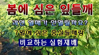 [텃밭농부 1,638]  봄에 심은 잎들깨는 열매가 열리지 않을까요? 종실들깨랑 비교 실험재배. #들깨재배 …