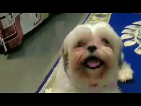 Play with SIJJU | CUTE DOG |