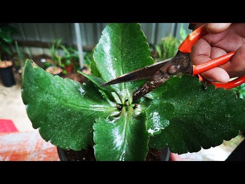 長壽花花期