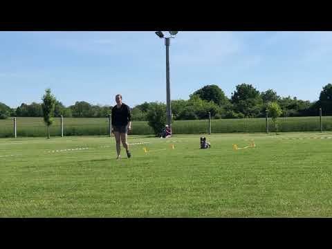 Királytanyai Jupiter "Cafat" Obedience Kezdő/Beginner 2019.06.01.