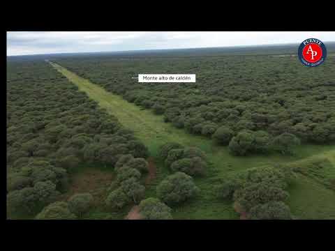 Campo en Venta |1475 Ha. Anchorena - San Luis