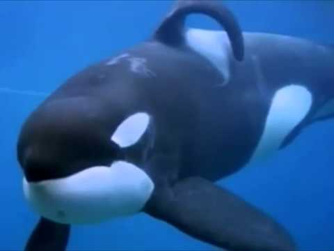 R.I.P. Keiko 1976-2003 // In memory of the most amazing orca of all the time...