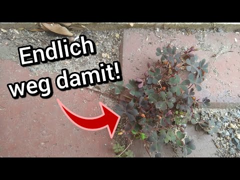 Wie du Horn-Sauerklee im Garten dauerhaft loswerden kannst!
