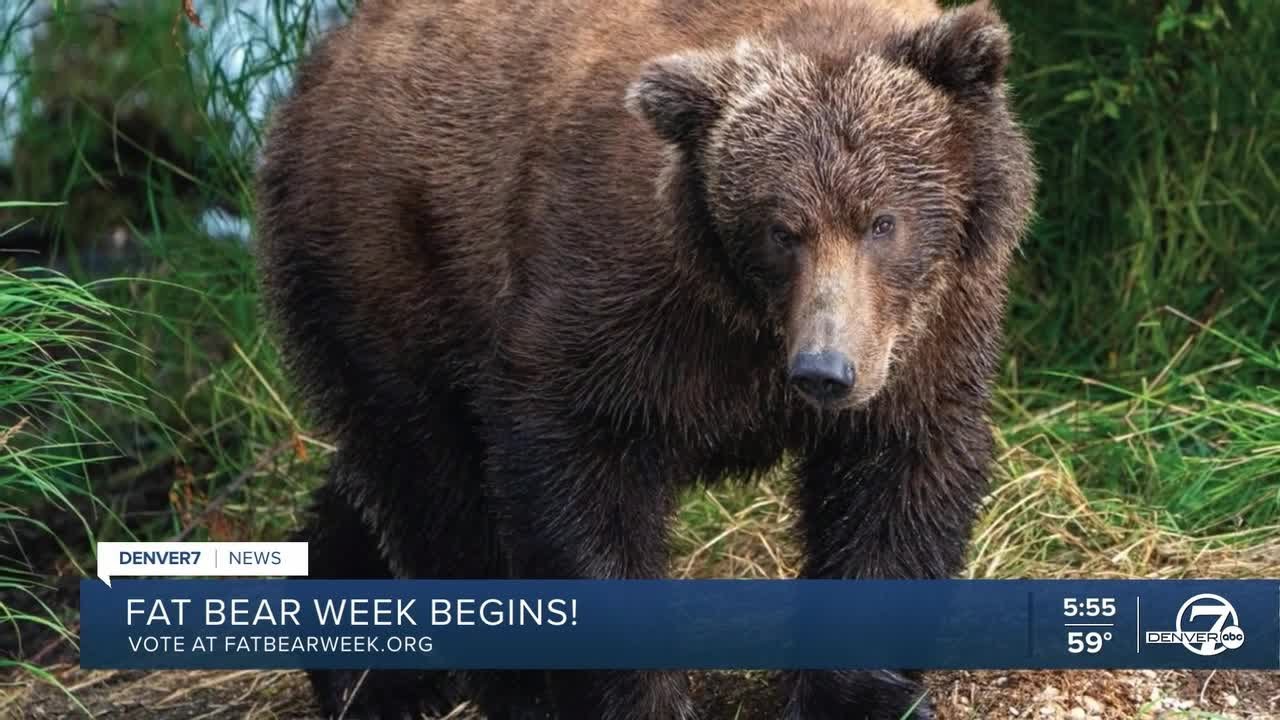 Fat Bear Week begins