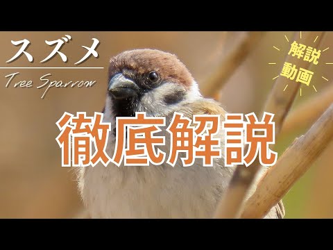 スズメについて詳しく解説