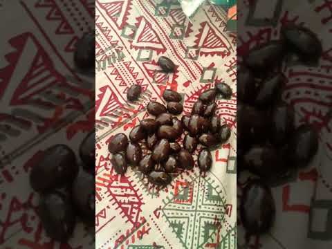 Mazaana chocolate almonds new chocolates happy chocolate day